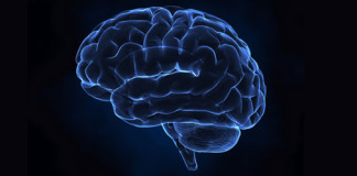 Estrés y depresión encogen el cerebro