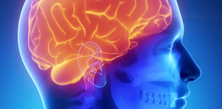 E.E.U.U. estudiará el cerebro humano a profundidad