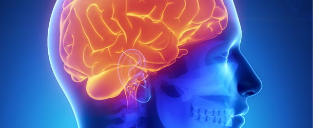 E.E.U.U. estudiará el cerebro humano a profundidad