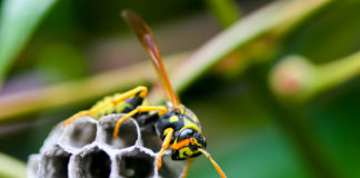 Picadura de avispas, nueva herramienta contra el Cáncer Picadura de avispas, nueva herramienta contra el Cáncer