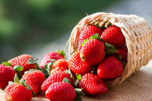 Fresas