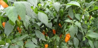 Beneficios de la hidroponía en la salud