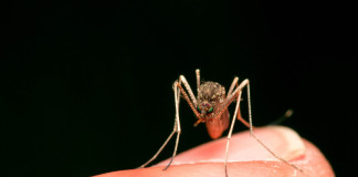 Todo lo que necesitas saber sobre el zika