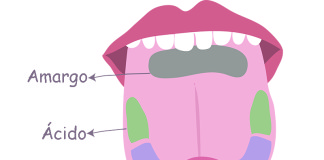 Cómo percibe los sabores tu lengua Cómo percibe los sabores tu lengua