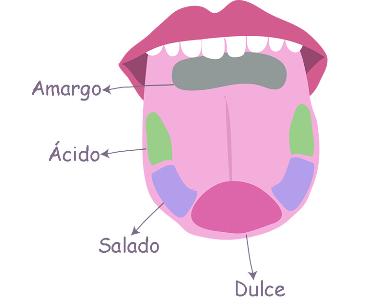 Cómo percibe los sabores tu lengua