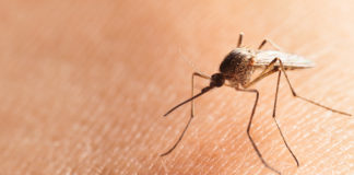 ¿Cómo aliviar la comezón por picadura de mosquitos?