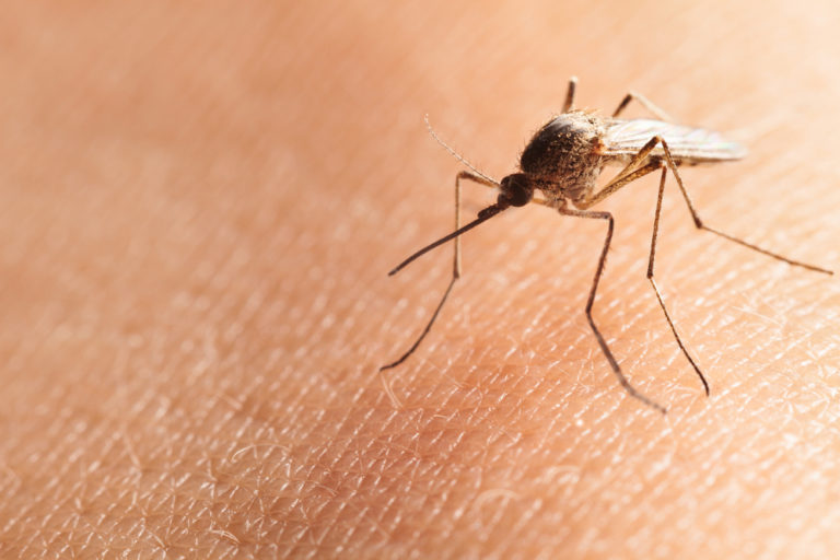 ¿Cómo aliviar la comezón por picadura de mosquitos?