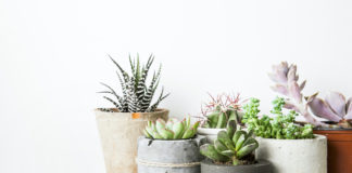 Beneficios de las plantas en la salud