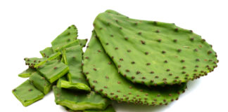 Tortilla de nopal, una sana alternativa