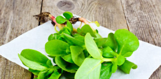 25 beneficios de las verdolagas