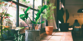 Ten cuidado con las plantas que tienes en casa