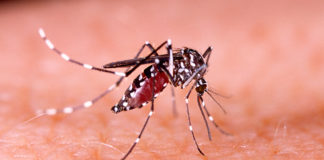 Lo que debes saber sobre el zika