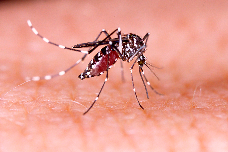 Lo que debes saber sobre el zika