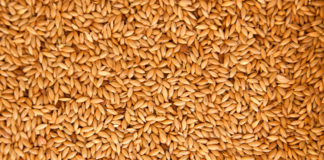 Alpiste, más que alimento para aves Alpiste, más que alimento para aves