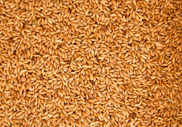 Alpiste, más que alimento para aves