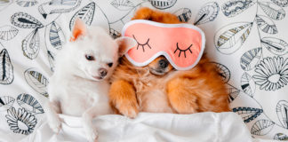 Es más saludable dormir con tu perro que con tu pareja