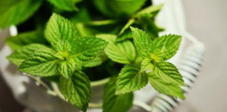 Plantas medicinales que no pueden faltar en el hogar