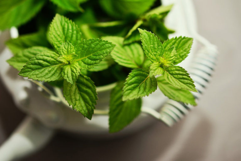 Plantas medicinales que no pueden faltar en el hogar