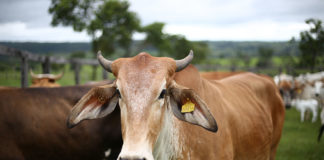 Comemos veneno: “El cáncer, la infertilidad y la diabetes son por la comida”